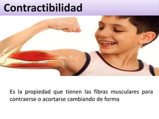 Contractibilidad
Es la propiedad que tienen las fibras musculares para
contraerse o acortarse cambiando de forma