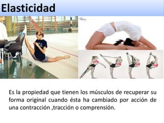 Elasticidad
Es la propiedad que tienen los músculos de recuperar su
forma original cuando ésta ha cambiado por acción de
una contracción ,tracción o comprensión.
 