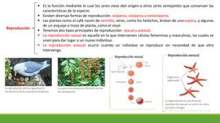 Reproducción
 Es la función mediante la cual los seres vivos dan origen a otros seres semejantes que conservan las
características de la especie.
 Existen diversas formas de reproducción: ovíparos, vivíparos y ovovivíparos.
 Las plantas como el café nacen de semillas; otras, como los helechos, brotan de una espora, y algunas
de un esqueje o trozo de planta, como el rosal.
 Tenemos dos tipos principales de reproducción: sexual y asexual.
 La reproducción sexual es aquella en la que intervienen células femeninas y masculinas, las cuales se
unen para dar lugar a un nuevo individuo.
 La reproducción asexual ocurre cuando un individuo se reproduce sin necesidad de que otro
intervenga.
 
