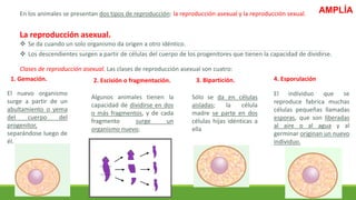 La reproducción asexual.
 Se da cuando un solo organismo da origen a otro idéntico.
 Los descendientes surgen a partir de células del cuerpo de los progenitores que tienen la capacidad de dividirse.
Clases de reproducción asexual. Las clases de reproducción asexual son cuatro:
En los animales se presentan dos tipos de reproducción: la reproducción asexual y la reproducción sexual.
1. Gemación.
El nuevo organismo
surge a partir de un
abultamiento o yema
del cuerpo del
progenitor,
separándose luego de
él.
2. Escisión o fragmentación.
Algunos animales tienen la
capacidad de dividirse en dos
o más fragmentos, y de cada
fragmento surge un
organismo nuevo;
3. Bipartición.
Sólo se da en células
aisladas; la célula
madre se parte en dos
células hijas idénticas a
ella
El individuo que se
reproduce fabrica muchas
células pequeñas llamadas
esporas, que son liberadas
al aire o al agua y al
germinar originan un nuevo
individuo.
4. Esporulación
AMPLÍA
 