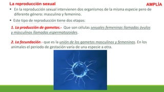 La reproducción sexual
2. La fecundación.- que es la unión de los gametos masculinos y femeninos. En los
animales el periodo de gestación varía de una especie a otra.
 En la reproducción sexual intervienen dos organismos de la misma especie pero de
diferente género: masculino y femenino.
 Este tipo de reproducción tiene dos etapas:
1. La producción de gametos.- Que son células sexuales femeninas llamadas óvulos
y masculinas llamadas espermatozoides.
AMPLÍA
 