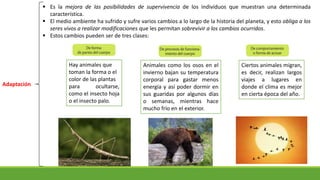 Adaptación
 Es la mejora de las posibilidades de supervivencia de los individuos que muestran una determinada
característica.
 El medio ambiente ha sufrido y sufre varios cambios a lo largo de la historia del planeta, y esto obliga a los
seres vivos a realizar modificaciones que les permitan sobrevivir a los cambios ocurridos.
 Estos cambios pueden ser de tres clases:
Hay animales que
toman la forma o el
color de las plantas
para ocultarse,
como el insecto hoja
o el insecto palo.
Animales como los osos en el
invierno bajan su temperatura
corporal para gastar menos
energía y así poder dormir en
sus guaridas por algunos días
o semanas, mientras hace
mucho frío en el exterior.
Ciertos animales migran,
es decir, realizan largos
viajes a lugares en
donde el clima es mejor
en cierta época del año.
 