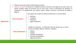  Todos los seres vivos están conformados por células.
 ¿Qué es la célula? La célula es la unidad estructural, funcional y de origen de los seres vivos. Las
células cumplen todas las funciones de los seres vivos, como la eliminación de desechos, la
respiración y la reproducción, que origina nuevas células y permite la formación de tejidos y
órganos.
Organización
Son capaces de cumplir con todas las funciones en una sola célula.
Dividen las funciones en diferentes tipos de células que, al unirse,
forman los tejidos, órganos, sistemas y aparatos.
Seres unicelulares.
• Bacterias
• Levaduras
• Protozoos
• Algas unicelulares
Seres multicelulares. • Plantas
• Hongos
• Animales vertebrados
• Animales invertebrados
• Algas pluricelulares
 