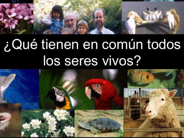 Las células musculares se reconstituyen de manera natural.
