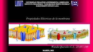 Propiedades Eléctricas de la membrana
Wanda Querales C.I.: 25.857.188
 
