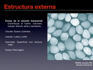 Estructura externa

Forma de la sección transversal
  Contribuye al lustre, volumen,
  cuerpo, textura, tacto y sensación.

Circular: Suave y lustrosa.

Lobular: Lustro y brillo

Aserrada: Superﬁcie con textura,
  mate.

Hueca: Peso ligero.




                                        TENCEL (Lenzing TM)
                                         Sección Transversal
 
