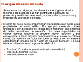 El origen del color del suelo
 Se entiende por origen, no los elementos cromógenos sino los
factores o los procesos que han contribuido a asegurar su
presencia y su difusión en el suelo, o si se prefiere, los factores y
procesos de coloración del suelo.
 El color del suelo puede proporcionar información clave sobre otras
propiedades del medio edáfico. Por ejemplo, suelos de colores
grisáceos y con presencia de "moteados o manchas" son síntomas
de malas condiciones de aireación. Horizontes superficiales de
colores oscuros tenderán a absorber mayor radiación y por
consiguiente a tener mayores temperaturas que suelos de colores
claros. La medición del color del suelo se realiza con un sistema
estandarizado basado en la "Tabla de Colores Munsell". En esta
tabla se miden los tres componentes del color:
 Tono (hue) (En suelos es generalmente rojizo o amarillento)
 Intensidad o brillantez (chroma)
 Valor de luminosidad (value)
 