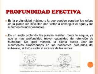 PROFUNDIDAD EFECTIVA
 Es la profundidad máxima a la que pueden penetrar las raíces
de la planta sin dificultad con vistas a conseguir el agua y los
nutrimentos indispensables.
 En un suelo profundo las plantas resisten mejor la sequía, ya
que a más profundidad mayor capacidad de retención de
humedad. De igual manera, la planta puede usar los
nutrimentos almacenados en los horizontes profundos del
subsuelo, si éstos están al alcance de las raíces.
 