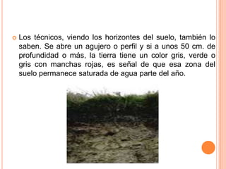  Los técnicos, viendo los horizontes del suelo, también lo
saben. Se abre un agujero o perfil y si a unos 50 cm. de
profundidad o más, la tierra tiene un color gris, verde o
gris con manchas rojas, es señal de que esa zona del
suelo permanece saturada de agua parte del año.
 