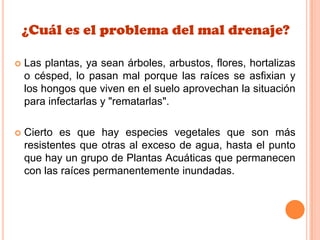 ¿Cuál es el problema del mal drenaje?
 Las plantas, ya sean árboles, arbustos, flores, hortalizas
o césped, lo pasan mal porque las raíces se asfixian y
los hongos que viven en el suelo aprovechan la situación
para infectarlas y "rematarlas".
 Cierto es que hay especies vegetales que son más
resistentes que otras al exceso de agua, hasta el punto
que hay un grupo de Plantas Acuáticas que permanecen
con las raíces permanentemente inundadas.
 