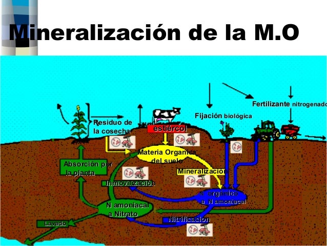 Resultado de imagen para mineralizacion en el suelo