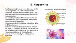 H. Poxvirus
• Los poxvirus son grandes partículas rectangulares
u ovoides de 220 a 450 nm de largo × 140-260 nm
de ancho ×...