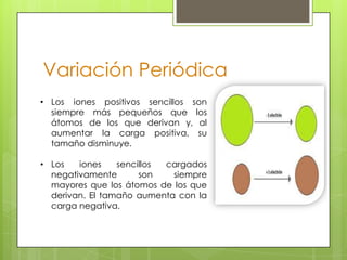 Variación Periódica
• Los iones positivos sencillos son
  siempre más pequeños que los
  átomos de los que derivan y, al
  aumentar la carga positiva, su
  tamaño disminuye.

• Los   iones    sencillos cargados
  negativamente       son   siempre
  mayores que los átomos de los que
  derivan. El tamaño aumenta con la
  carga negativa.
 