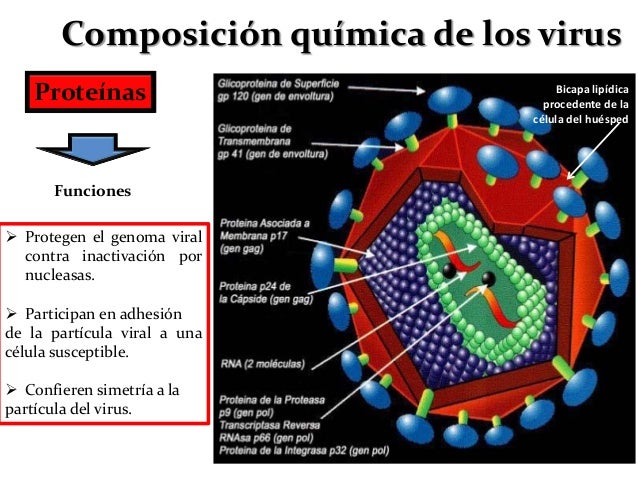 De Que Estan Compuestos Los Virus