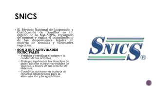  El Servicio Nacional de Inspección y
Certificación de Semillas es un
órgano de la SAGARPA, encargado
de normar y vigilar el cumplimiento
de las disposiciones legales en
materia de semillas y variedades
vegetales.
 SON 3 SUS ACTIVIDADES
PRINCIPALES
 Verificar y certificar el origen y la
calidad de las semillas
 Proteger legalmente los derechos de
quien obtiene nuevas variedades de
plantas, a través de un derecho de
obtentor.
 Coordinar acciones en materia de
recursos fitogenéticos para la
alimentación y la agricultura.
 