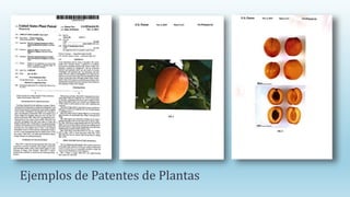 Ejemplos de Patentes de Plantas
 