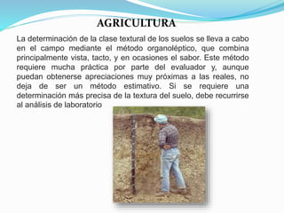 La determinación de la clase textural de los suelos se lleva a cabo
en el campo mediante el método organoléptico, que combina
principalmente vista, tacto, y en ocasiones el sabor. Este método
requiere mucha práctica por parte del evaluador y, aunque
puedan obtenerse apreciaciones muy próximas a las reales, no
deja de ser un método estimativo. Si se requiere una
determinación más precisa de la textura del suelo, debe recurrirse
al análisis de laboratorio
AGRICULTURA
 
