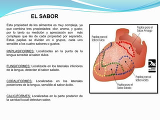EL SABOR
Esta propiedad de los alimentos es muy compleja, ya
que combina tres propiedades: olor, aroma, y gusto;
por lo tanto su medición y apreciación son más
complejas que las de cada propiedad por separado.
Estas papilas se dividen en 4 grupos, cada uno
sensible a los cuatro sabores o gustos:
PAPILASIFORMES: Localizadas en la punta de la
lengua sensible al sabor dulce.
FUNGIFORMES: Localizada en los laterales inferiores
de la lengua, detectan el sabor salado.
CORALIFORMES: Localizadas en los laterales
posteriores de la lengua, sensible al sabor ácido.
CALICIFORMES: Localizadas en la parte posterior de
la cavidad bucal detectan sabor.
 