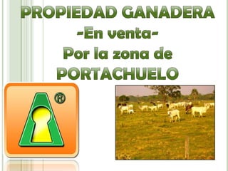 PROPIEDAD GANADERA -En venta- Por la zona de PORTACHUELO 