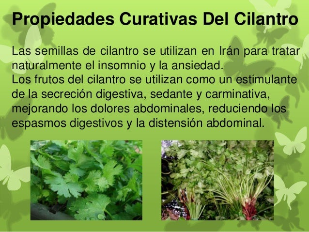 Propiedades Curativas De Algunas Plantas Medicinales