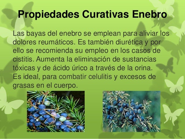 Sirve el enebro para adelgazar