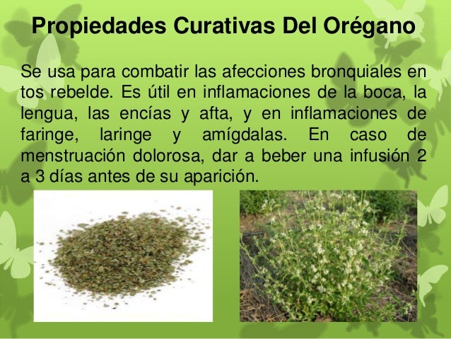 Propiedades Curativas de Algunas Plantas Medicinales
