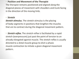 • Position and Movement of the Therapist
The therapist remains positioned and aligned along the
diagonal planes of movement with shoulders and trunk facing
in the direction of the moving limb.
• Stretch
Stretch stimulus. The stretch stimulus is the placing
of body segments in positions that lengthen the muscles
that are to contract during the diagonal movement pattern.
• Stretch reflex. The stretch reflex is facilitated by a rapid
stretch (overpressure) just past the point of tension to an
already elongated agonist muscle. The stretch reflex is usually
directed to a distal muscle group to elicit a phasic
muscle contraction to initiate a given diagonal movement
pattern.
 