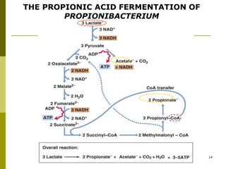 THE PROPIONIC ACID FERMENTATION OF
PROPIONIBACTERIUM
14
 