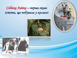 Собака Лайка – перша жива
істота, що побувала у космосі
 