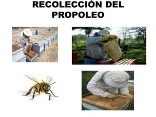 RECOLECCIÓN DEL
   PROPOLEO
 
