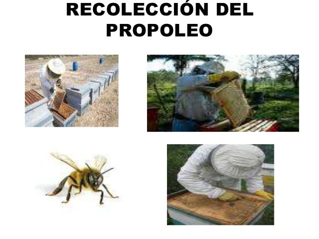 Las reacciones alérgicas los parásitos