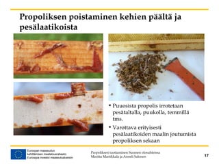 Propoliksen poistaminen kehien päältä ja
pesälaatikoista
Propoliksen tuottaminen Suomen olosuhteissa
Maritta Martikkala ja Anneli Salonen 17
• Puuosista propolis irrotetaan
pesätaltalla, puukolla, temmillä
tms.
• Varottava erityisesti
pesälaatikoiden maalin joutumista
propoliksen sekaan
 