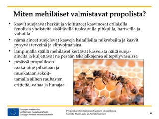 Miten mehiläiset valmistavat propolista?
• kasvit suojaavat herkät ja vioittuneet kasvinosat erilaisilla
fenolisia yhdisteitä sisältävillä tuoksuvilla pihkoilla, hartseilla ja
vahoilla
• nämä aineet suojelevat kasveja haitallisilta mikrobeilta ja kasvit
pysyvät terveinä ja elinvoimaisina
• lämpimällä säällä mehiläiset keräävät kasveista näitä suoja-
aineita ja kuljettavat ne pesään takajalkojensa siitepölyvasuissa
• pesässä propoliksen
raaka-aine pilkotaan ja
muokataan sekoit-
tamalla siihen rauhasten
eritteitä, vahaa ja hunajaa
Propoliksen tuottaminen Suomen olosuhteissa
Maritta Martikkala ja Anneli Salonen 4
 