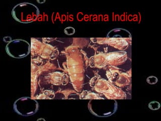 Lebah (Apis Cerana Indica)
 