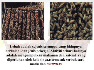 Lebah adalah sejenis serangga yang hidupnya
berkoloni dan jenis pekerja. Aktiviti sehari-harinya
adalah mengumpulkan makanan dan zat-zat yang
 diperlukan oleh koloninya.(termasuk serbuk sari,
               madu dan PROPOLIS
 