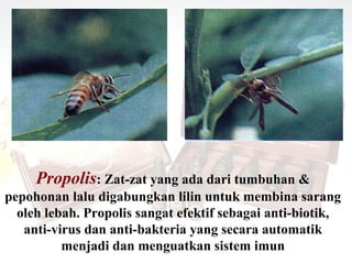Propolis: Zat-zat yang ada dari tumbuhan &
pepohonan lalu digabungkan lilin untuk membina sarang
  oleh lebah. Propolis sangat efektif sebagai anti-biotik,
   anti-virus dan anti-bakteria yang secara automatik
          menjadi dan menguatkan sistem imun
 