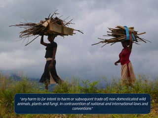 “any harm to (or intent to harm or subsequent trade of) non-domesticated wild
animals, plants and fungi, in contravention ...