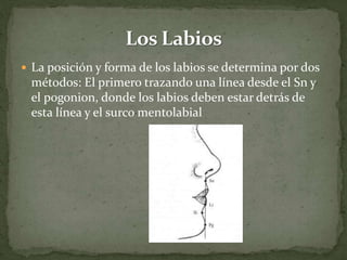  La posición y forma de los labios se determina por dos
métodos: El primero trazando una línea desde el Sn y
el pogonion, donde los labios deben estar detrás de
esta línea y el surco mentolabial
 