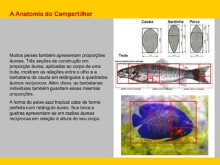 TrutaMuitos peixes também apresentam proporções
áureas. Três seções de construção em
proporção áurea, aplicadas ao corpo de uma
truta, mostram as relações entre o olho e a
barbatana da cauda em retângulos e quadrados
áureos recíprocos. Além disso, as barbatanas
individuais também guardam essas mesmas
proporções.
A forma do peixe azul tropical cabe de forma
perfeita num retângulo áureo. Sua boca e
guelras apresentam-se em razões áureas
recíprocas em relação à altura do seu corpo.
Cavala Sardinha Perca
A Anatomia do Compartilhar
 