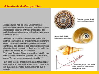 A razão áurea não se limita unicamente às
preferências estéticas humanas, mas fazem parte
de relações notáveis entre as proporções dos
padrões de crescimento de entidades vivas, como
animais e plantas.
A espiral de contorno das conchas revela um
padrão acumulativo de crescimento, que já foram
objeto de numerosas investigações artísticas e
científicas. Tais padrões são espirais logarítmicas
de razão áurea, o que é conhecido como a teoria
perfeita do padrão de crescimento.
Theodore Andréas Cook, em seu livro “As Curvas
da Vida, descreve estes padrões de crescimento
como “Os processos essenciais da vida...”
Em cada fase de crescimento, caracterizada por
uma espiral, a nova espiral está muito próxima de
um quadrado de razão áurea, maior do que a
anterior.
Atlantic Sundial Shell
crescimento espiralado
Comparação da Tíbia Shell
com o padrão de crescimento
da seção de ouro.
A Anatomia do Compartilhar
Moon Snail Shell
crescimento espiralado
 