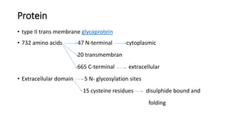 Protein
• type II trans membrane glycoprotein
• 732 amino acids 47 N-terminal cytoplasmic
20 transmembran
665 C-terminal extracellular
• Extracellular domain 5 N- glycosylation sites
15 cysteine residues disulphide bound and
folding
 
