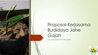 Proposal Kerjasama
Budidaya Jahe
Gajah
By Cahaya Bumi Putra team
 