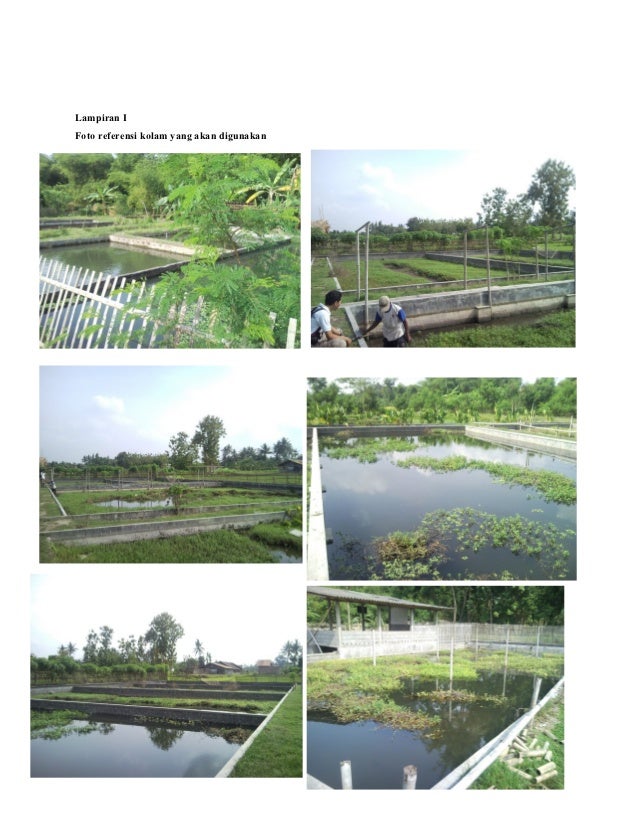 Contoh Bisnis Plan Ikan Lele - Contoh Now