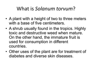What is Solanum torvum?
• A plant with a height of two to three meters
  with a base of five centimeters.
• A shrub usually found in the tropics. Highly
  toxic and destructive weed when mature.
  On the other hand, the immature fruit is
  used for consumption in different
  countries.
• Other uses of the plant are for treatment of
  diabetes and diverse skin diseases.
 