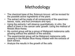 Methodology
• The chemical base of the Solanum torvum will be revised for
  the possible active ingredients of the plant.
• The extract will be made of all components of the specimen:
  leaves, roots, and fruit (immature and ripe).
• Using the extracts I will observe quantitatively, in vitro, the
  effect of them in the cancer cells’ growth. Using the method of
  Mosaic Blue Assay.
• My control group will be a group of Malignant melanoma cells
  growing without the addition of the extracts.
• The experimental group will be Malignant melanoma cells
  growing in the Mosaic Blue Assay treated with the extracts of
  each extract.
• Analyze the results in the growth of the cells
 