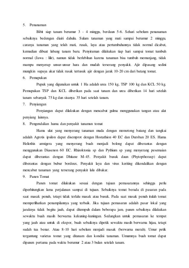 Proposal penelitian tanaman tomat KABUPATEN MUNA