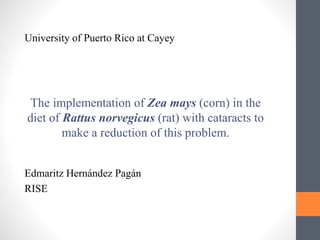 Edmaritz Hernández Pagán
RISE
University of Puerto Rico at Cayey
The implementation of Zea mays (corn) in the
diet of Rattus norvegicus (rat) with cataracts to
make a reduction of this problem.
 