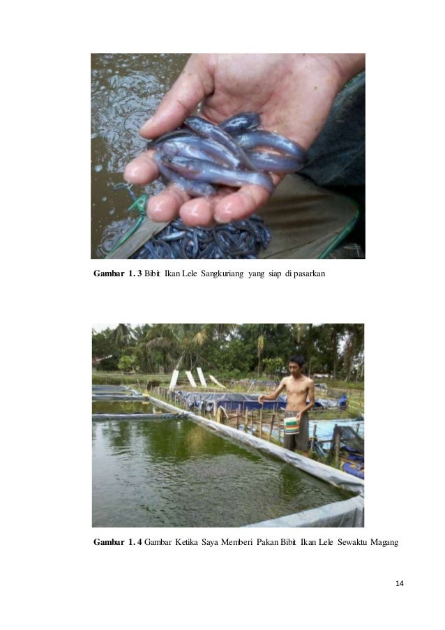 Proposal usaha Pembesaran bibit ikan lele unggul