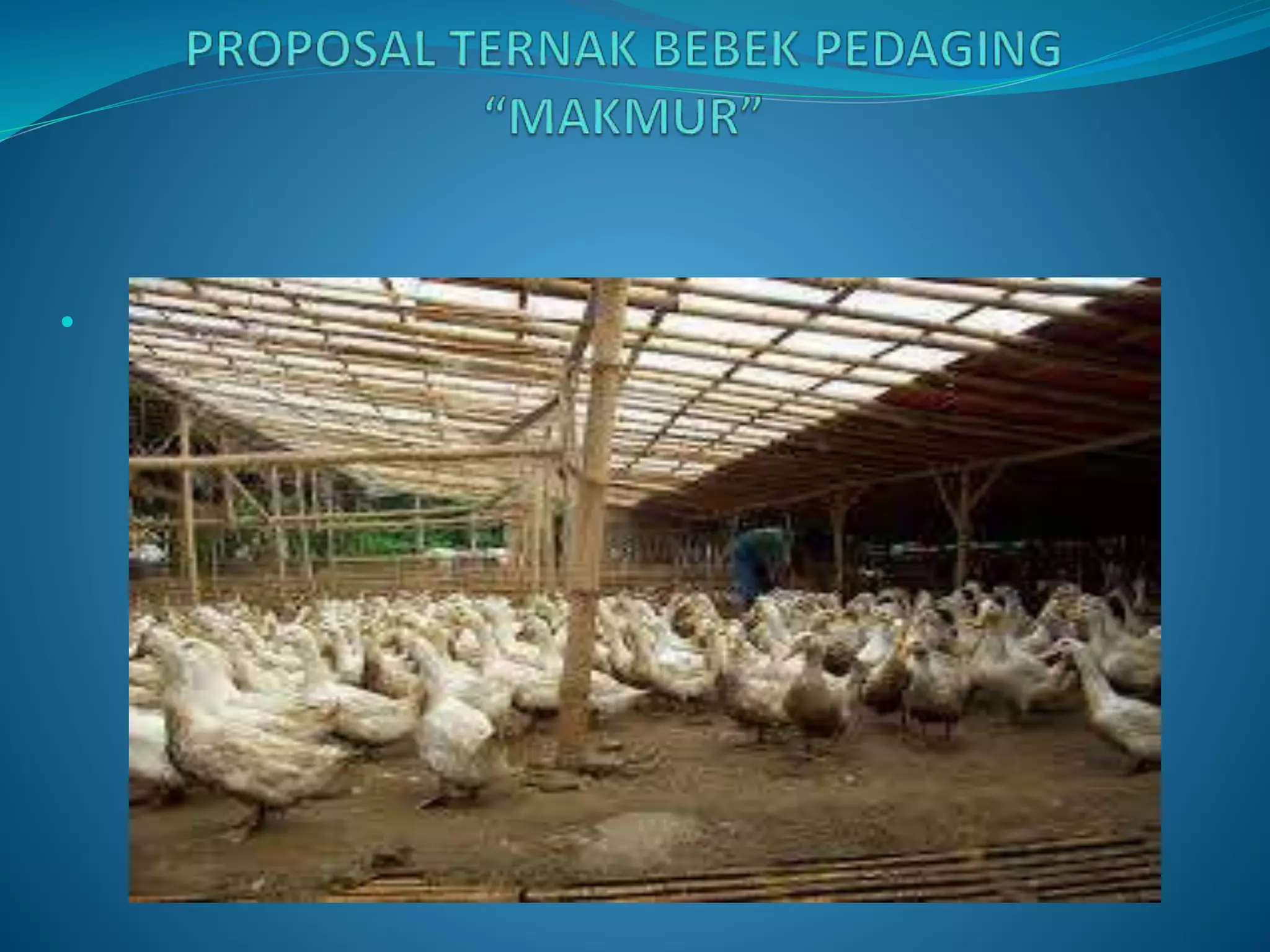 Pedaging Proposal usaha ternak bebek pedaging makmur | PPTX