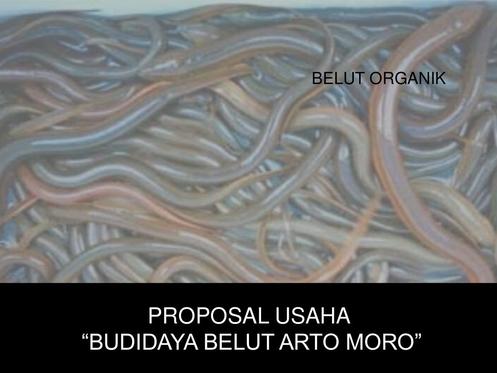 Proposal Usaha Budidaya Belut